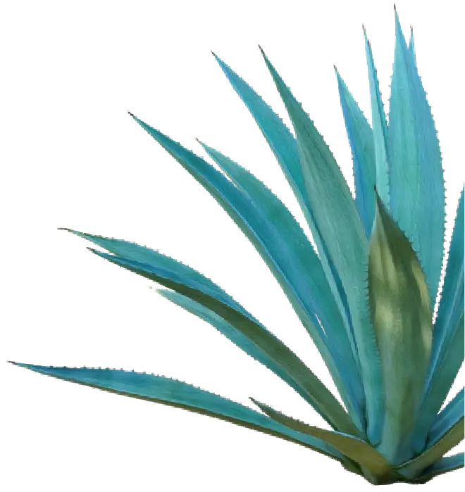Agave
